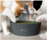 Cat and Mouse
